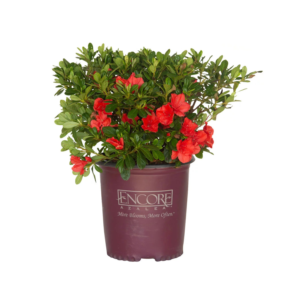 Purple Flowering Shrub 2 Gallon Live Outdoor Plant A479